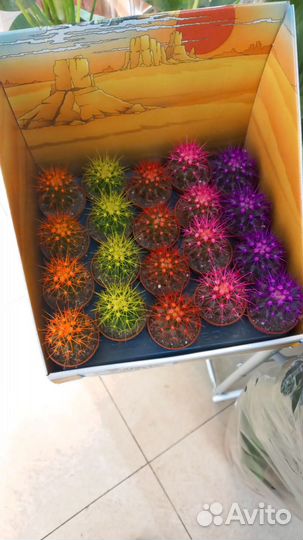 Цветы домашние в горшках. Метро Нахимовский пр