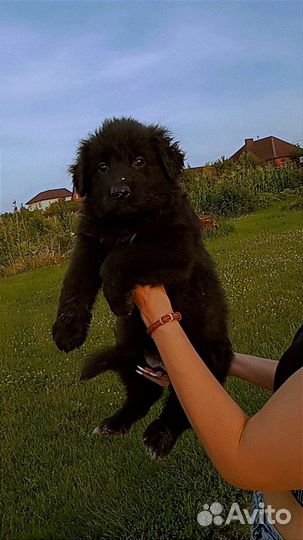 Щенки немецкой овчарки