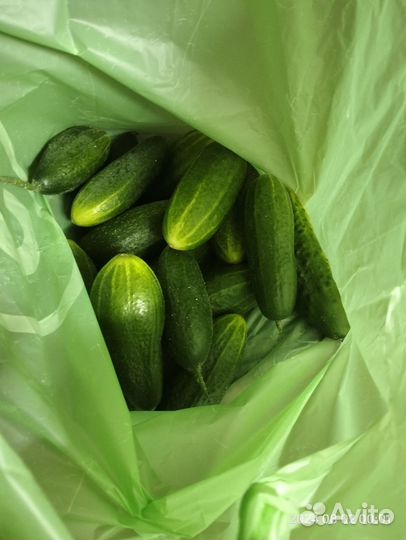 Огурцы 3 кг + кабачок