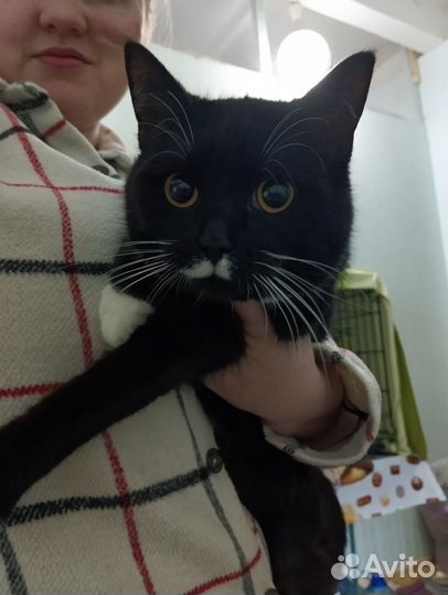 Котик в добрые руки