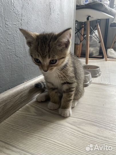 Котенок кот