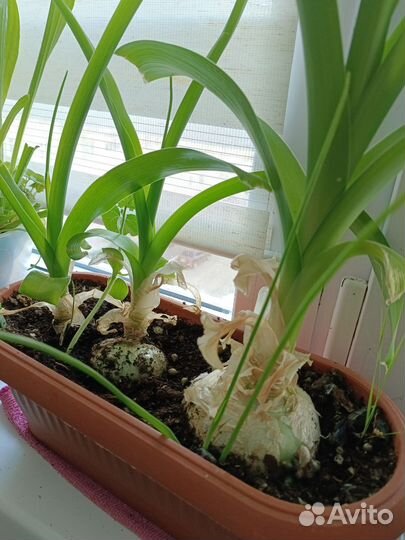 Индийский лук