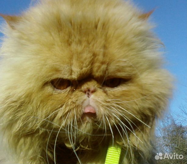 Ветврач. Помощь с выездом на дом