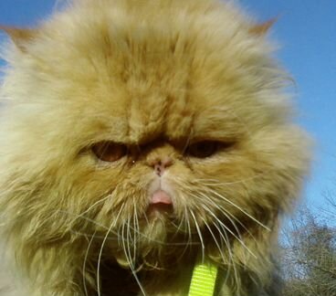 Ветврач. Помощь с выездом на дом