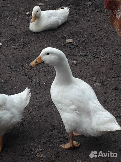 Утки 4 месяца Стар 53