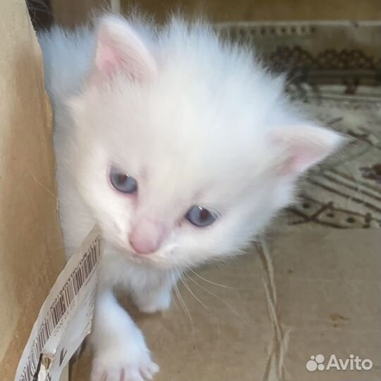 Кошка британка