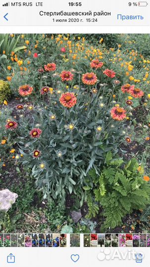 Многолетние цветы и кустарники