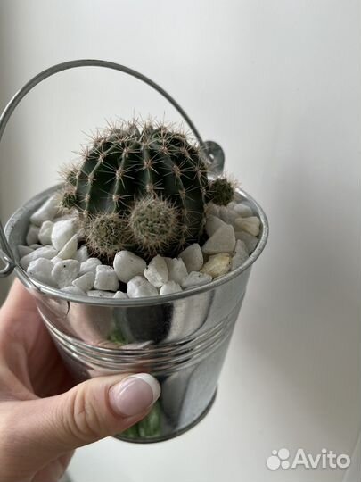 Кашпо с кактусом эхинопсис