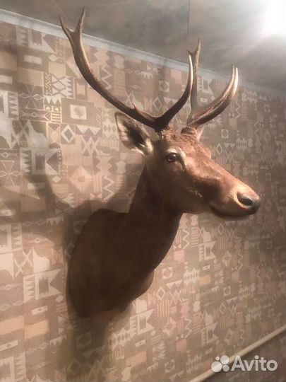 Чучело оленя