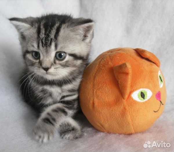 Мальчик британский короткошерстный