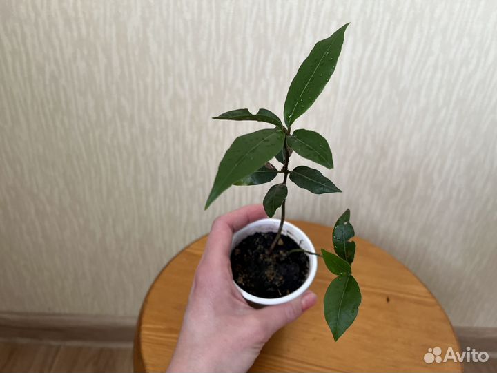 Лавровое дерево