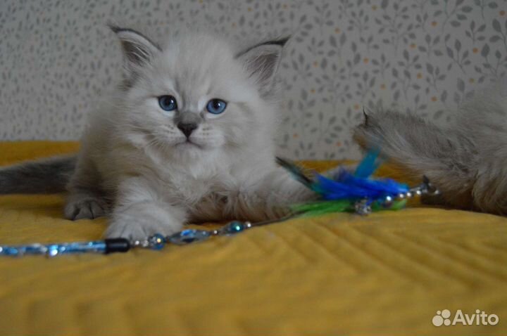 Невская маскарадная