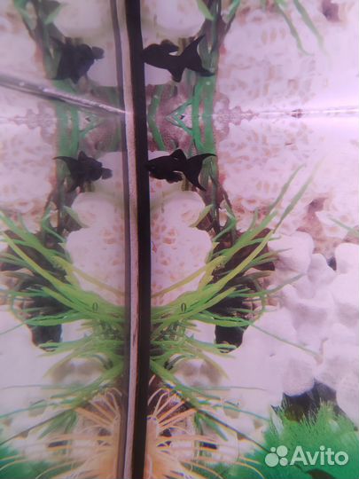 Аквариумные рыбки бесплатно