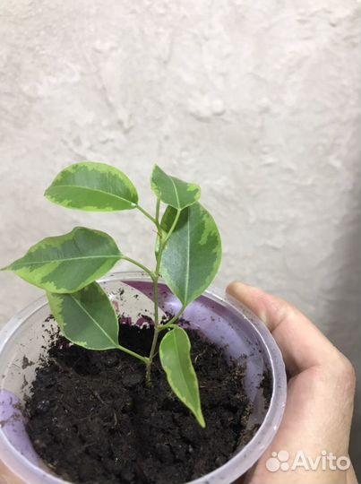 Растение Цветок Фикус Бенджамина