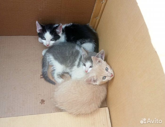 Котята в добрые руки мальчики