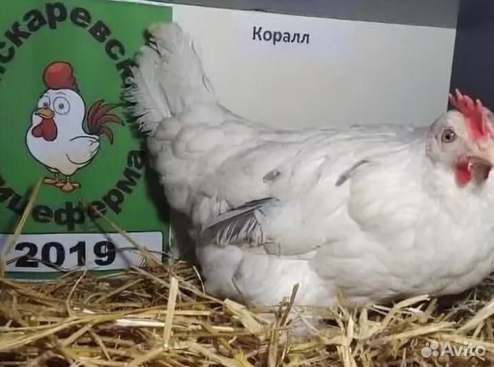 Куры несушки с доставкой