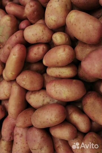 Продам картофель, лук