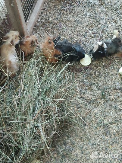 Морская свинка