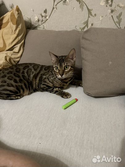 Бенгальская