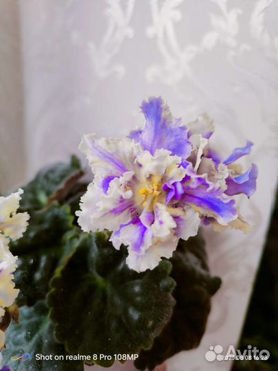 Комнатные растения цветы