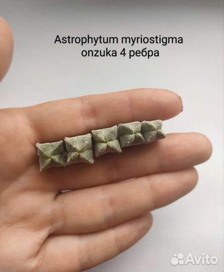 Кактусы Astrophytum