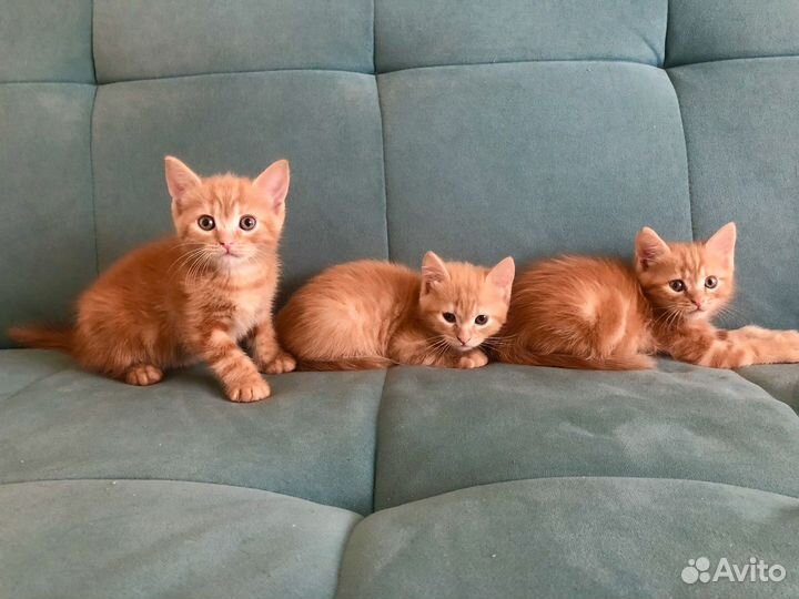 Котята в добрые руки даром