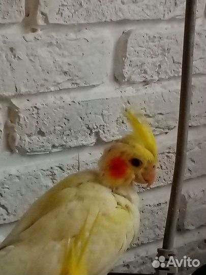 Попугай корелла птенец