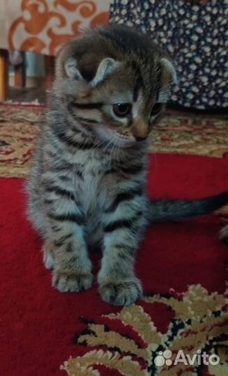 Шотландские вислоухие котята