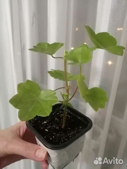 Плющелистная пеларгония