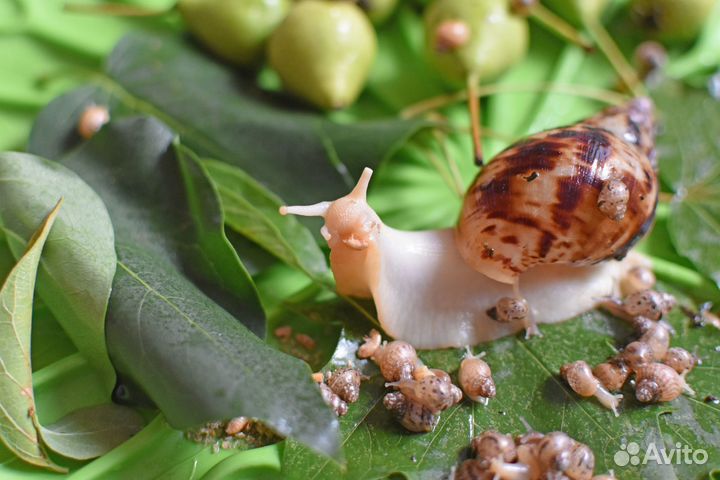 Улитки ахатины на Щастье