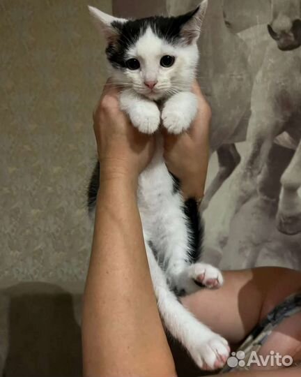 Кошка в дар