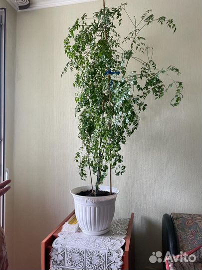 Цветы комнатные