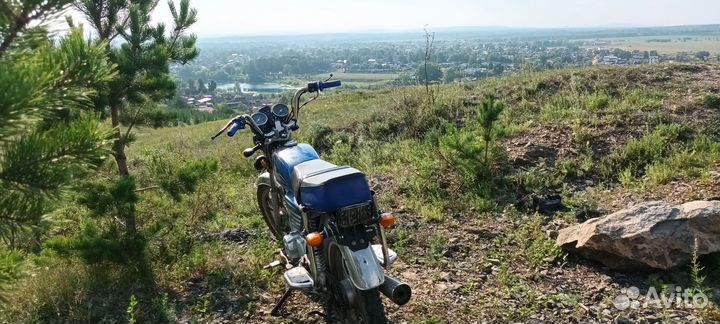Irbis virago