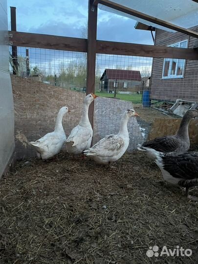 Гусь,индоутка