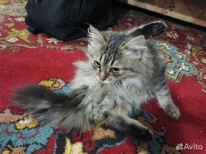 Котенок котята кот