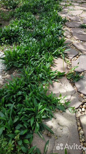 Астра многолетняя (сентябринка )