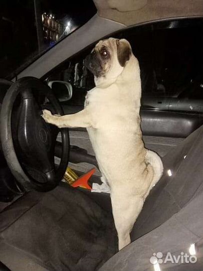 Мопс вязка мальчик