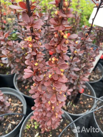 Барбарис тунберга Хелмонд Лиллар