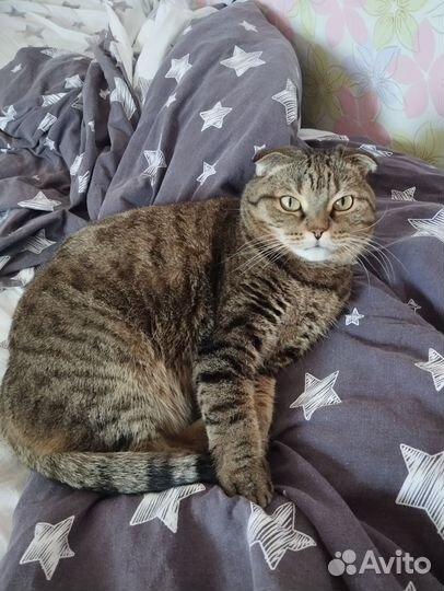 Британский вислоухий кот