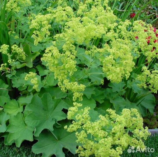 Форзиция, Жасмин, Манжетка