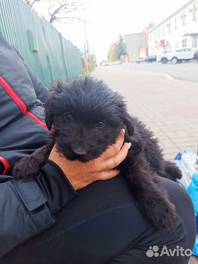 Щеночек девочка