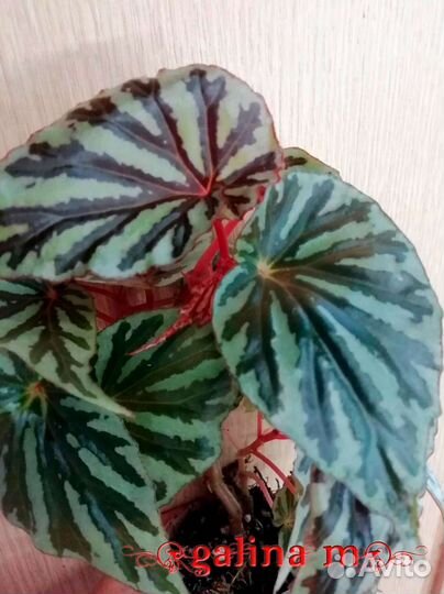 Бегонии видовые очень редкие