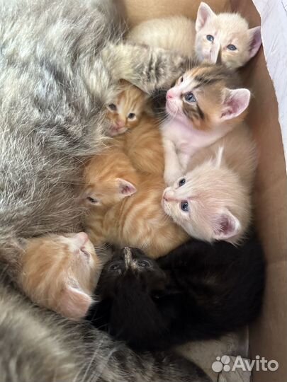 Котята в добрые руки