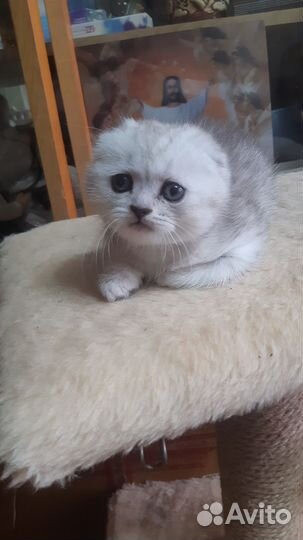 Кошечка,шотландская вислоухая,чистокровка,1,6 мес)