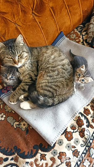 Котята в добрые руки