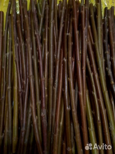 Ива Чернотал, черенки 100 штук