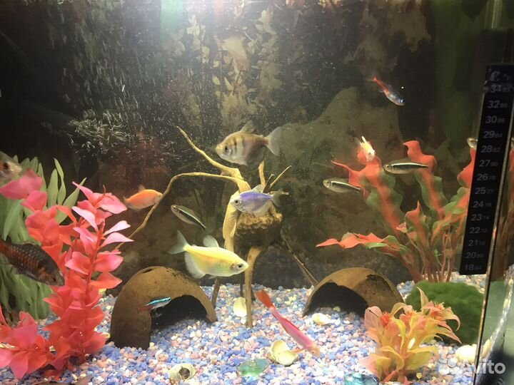 Аквариум с рыбками