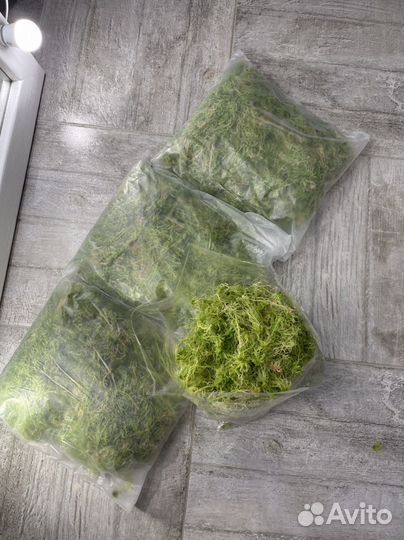 Мох сфагнум живой