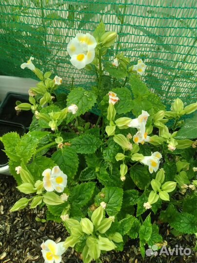 Экзотические комнатные цветы