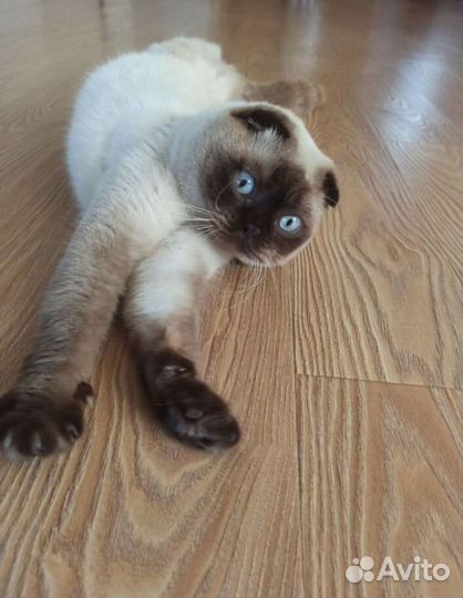 Кот шотландский в добрые руки